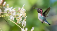 A legkisebb állatok a világon